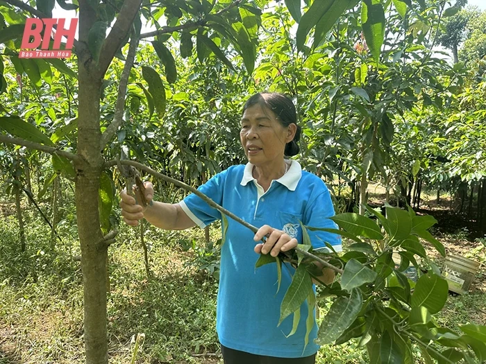 Vượt khó, làm giàu từ mô hình ươm trồng cây xanh