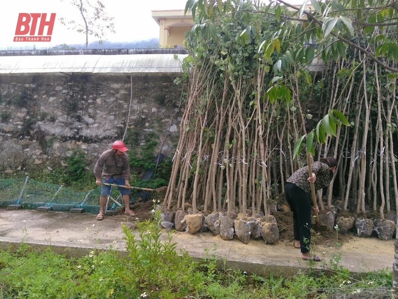 Hỗ trợ cây giống phục vụ trồng cây phân tán, cây cảnh quan, phát triển du lịch sinh thái