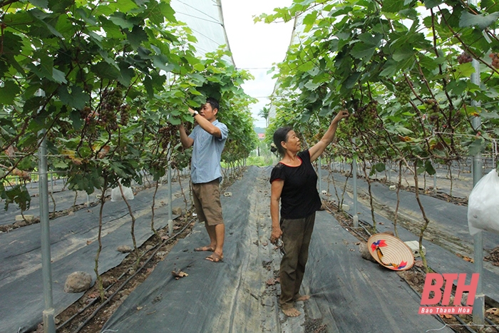 Góp phần phát triển nông nghiệp bền vững tại huyện Nông Cống