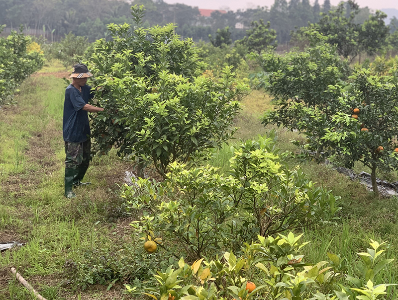 Thạch Long thực hiện nhiều giải pháp nâng cao thu nhập cho người dân