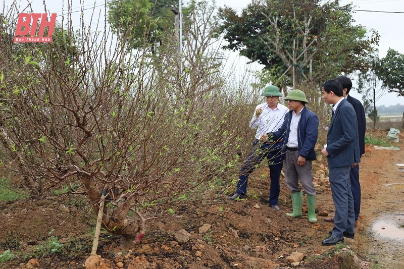Huyện Triệu Sơn sẽ tổ chức Hội chợ hoa đào