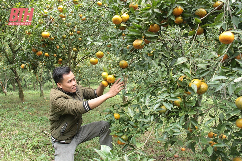 Những mô hình giảm nghèo bền vững tại Bá Thước