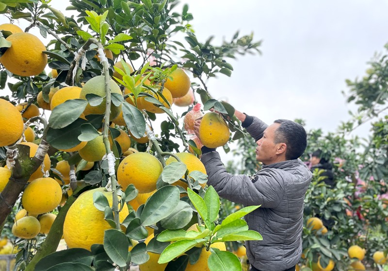 Sắc xuân xuống phố...