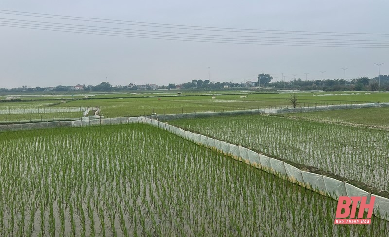 Chủ động phòng chống rét cho cây trồng, vật nuôi