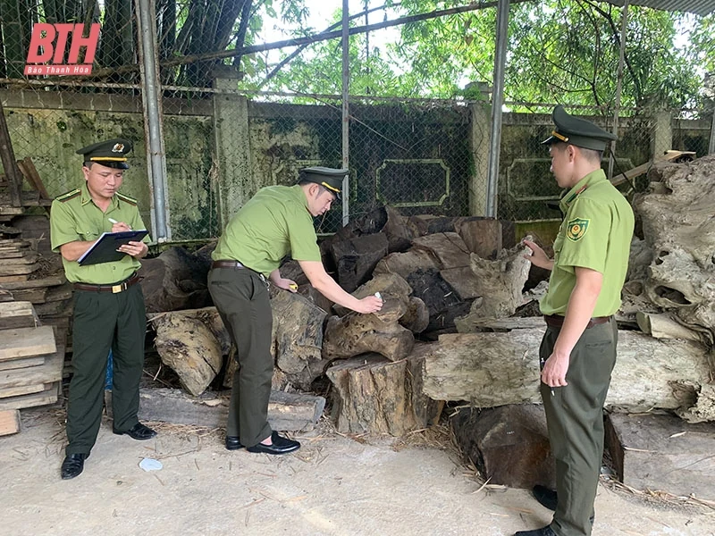 Tăng cường bảo vệ, phòng cháy, chữa cháy rừng, đấu tranh chống buôn lậu lâm sản dịp tết