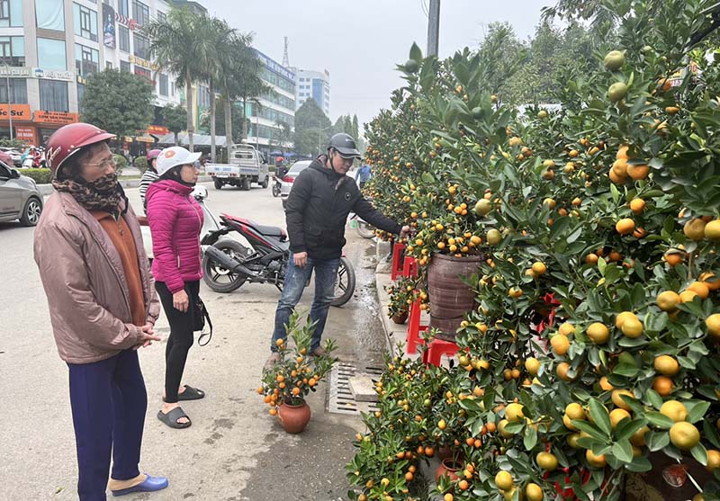 Loại cây hội tụ đủ yếu tố “ngũ hành” được lựa chọn nhiều trong dịp Tết