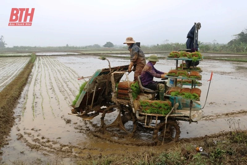 Cận tết, nông dân Hoằng Hóa hối hả gieo cấy lúa xuân