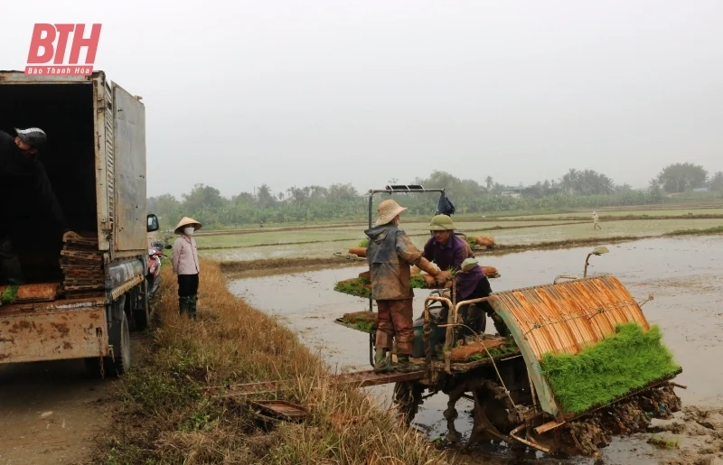 Cận tết, nông dân Hoằng Hóa hối hả gieo cấy lúa xuân