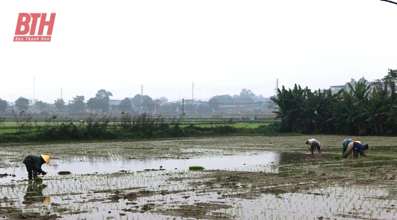 Cận tết, nông dân Hoằng Hóa hối hả gieo cấy lúa xuân