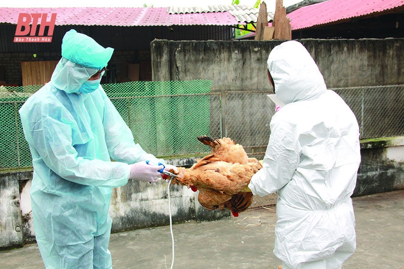 Năm cao điểm thực hiện phòng chống dịch bệnh trên đàn vật nuôi