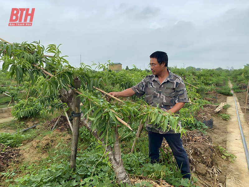 Chăm sóc đào, quất cảnh sau tết