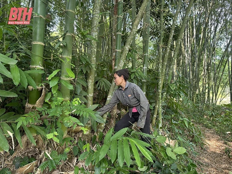 Sức sống mới trên vùng đất Tân Phúc