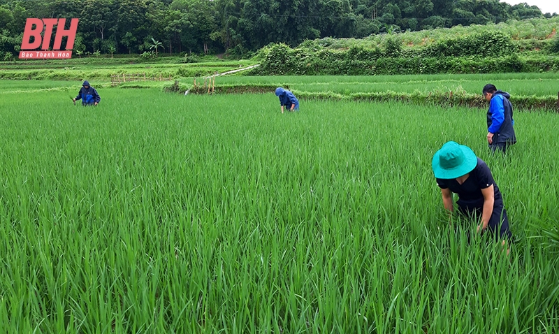 Chú trọng công tác dự báo sâu bệnh hại cho cây trồng