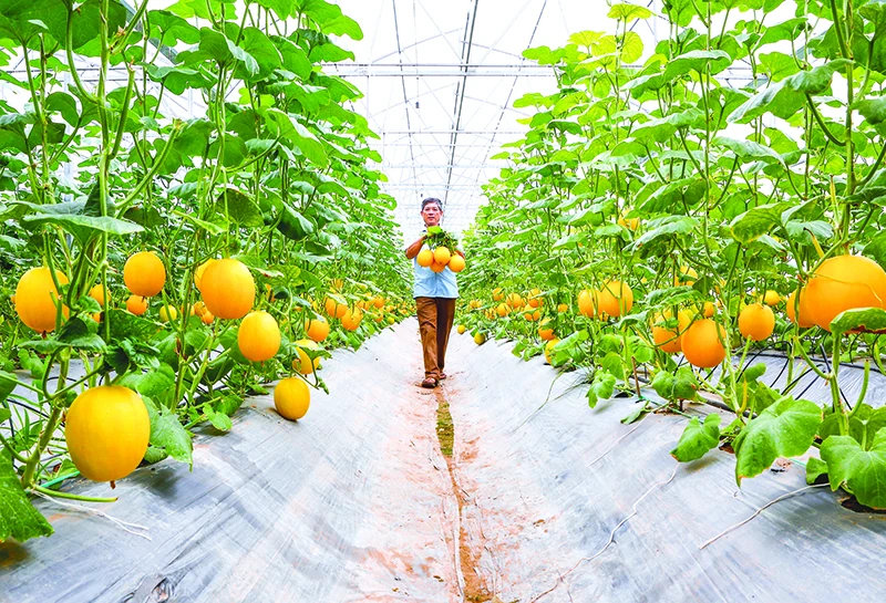 Tăng hạn mức chuyển nhượng đất nông nghiệp tạo điều kiện cho người dân phát triển kinh tế