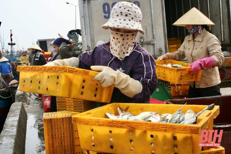 Vì mục tiêu gỡ “thẻ vàng” IUU (Bài 1): Thẻ vàng - cảnh báo... đỏ