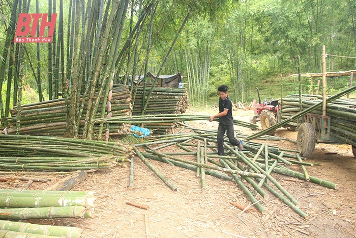 Thành lập Hiệp hội Tre huyện Quan Sơn