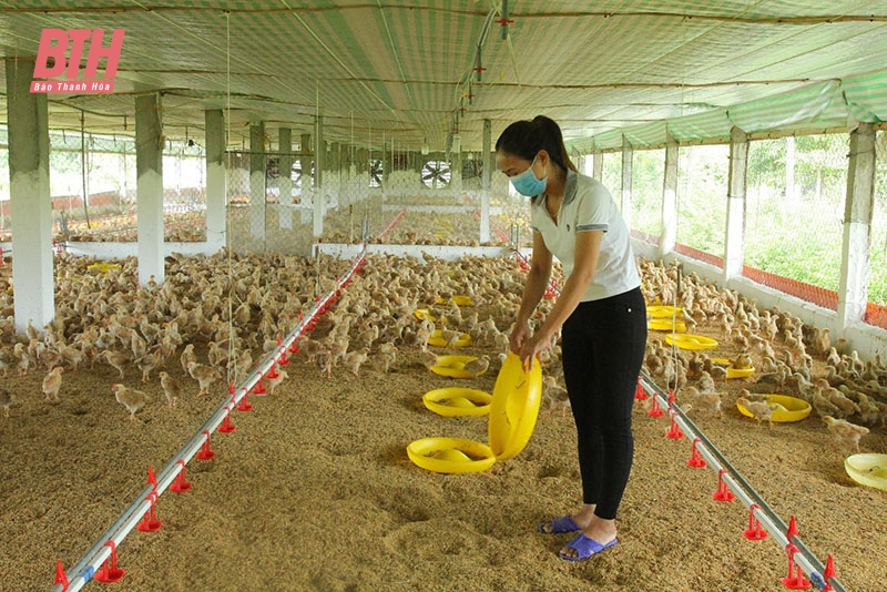 Chú trọng phát triển chăn nuôi gia công