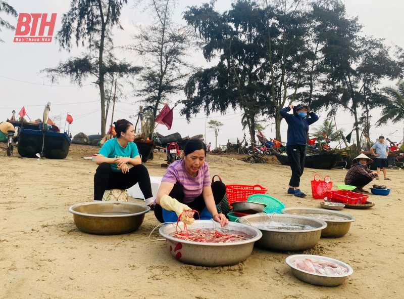 Ngư dân xứ Thanh “bám biển” để cung ứng hải sản cho thị trường dịp nghỉ lễ