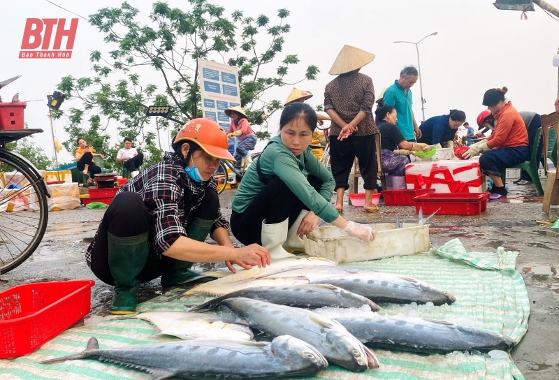 Ngư dân xứ Thanh “bám biển” để cung ứng hải sản cho thị trường dịp nghỉ lễ