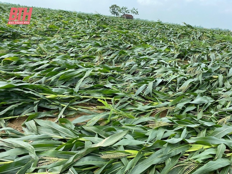 Vĩnh Lộc: Khẩn trương khắc phục thiệt hại sản xuất sau ảnh hưởng của mưa lớn