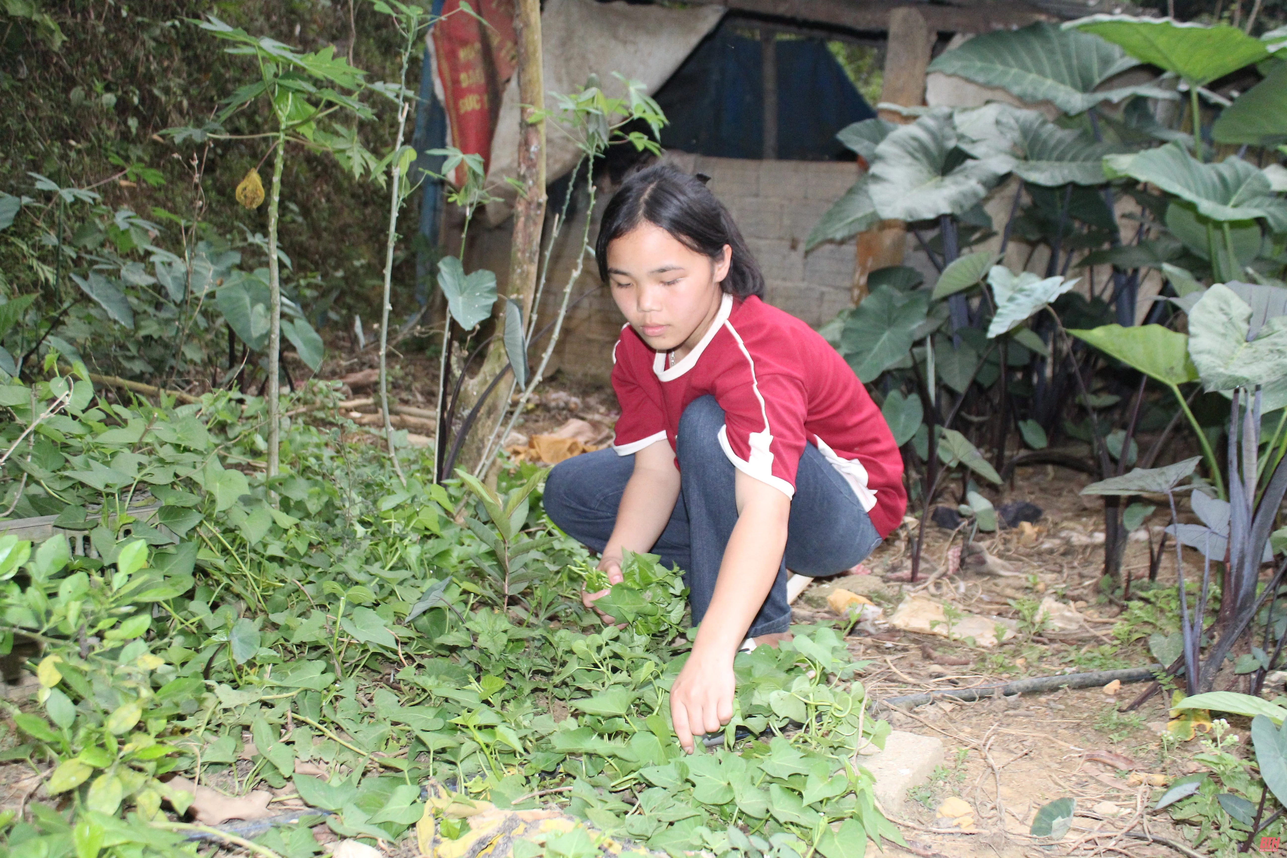 “Con chữ” ở trọ
