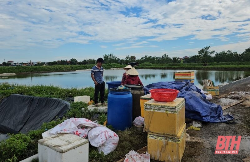 6 tấn cá lăng bất ngờ chết trắng ao nuôi