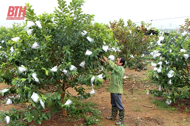 Nhân rộng mô hình phát triển kinh tế vùng dân tộc thiểu số