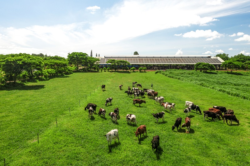 Hệ sinh thái “Net Zero” đã vượt ra ngoài những trang trại xanh của Vinamilk