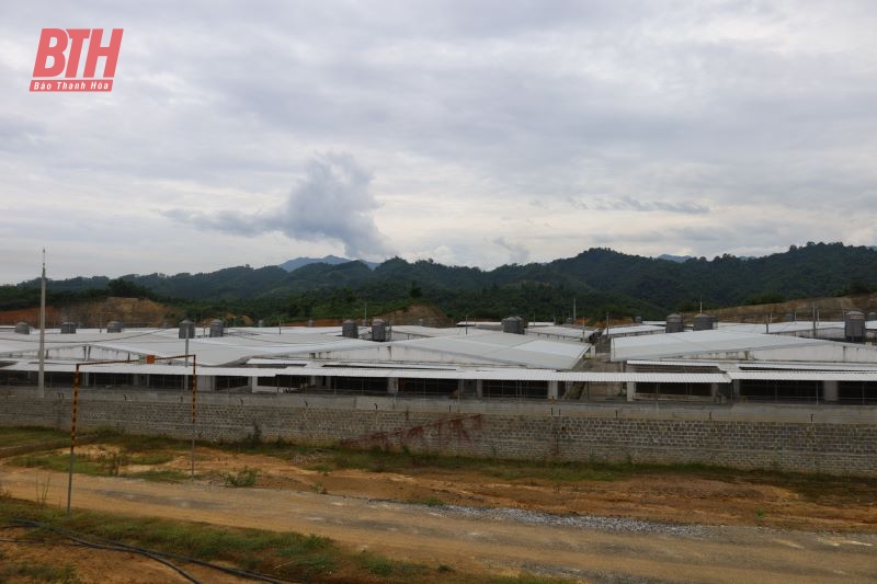 Đình chỉ hoạt động Trang trại chăn nuôi lợn công nghệ cao tại xã Tân Phúc của Công ty Agri-Vina từ 30/7