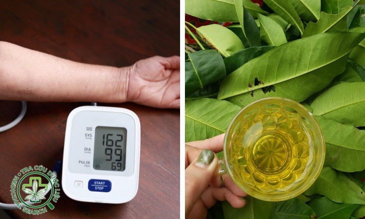 Người bị dang nhap m88 uống lá vối được không - Góc nhìn khoa học và thực tế