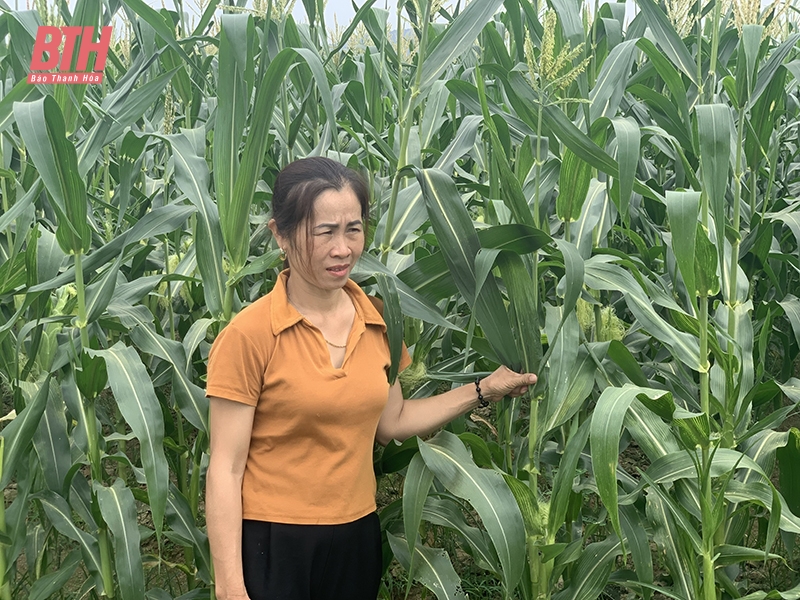 Đưa giống chất lượng cao vào sản xuất vụ thu mùa