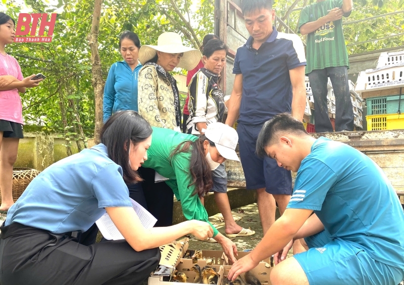 Bàn giao con giống và vật tư chăn nuôi vịt bầu cho người dân xã Trí Nang