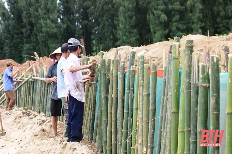 Hoằng Hoá: Gia cố tạm thời để hạn chế sự phát triển của sạt lở, xâm thực tại bờ biển