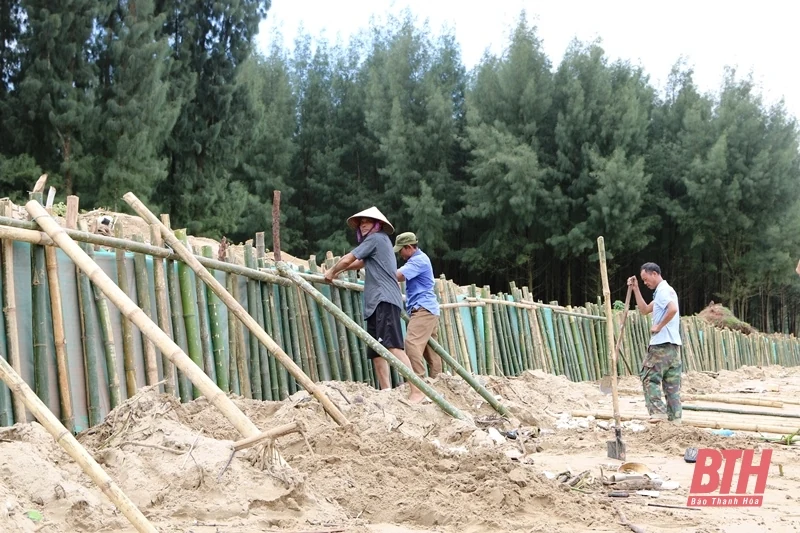Hoằng Hoá: Gia cố tạm thời để hạn chế sự phát triển của sạt lở, xâm thực tại bờ biển