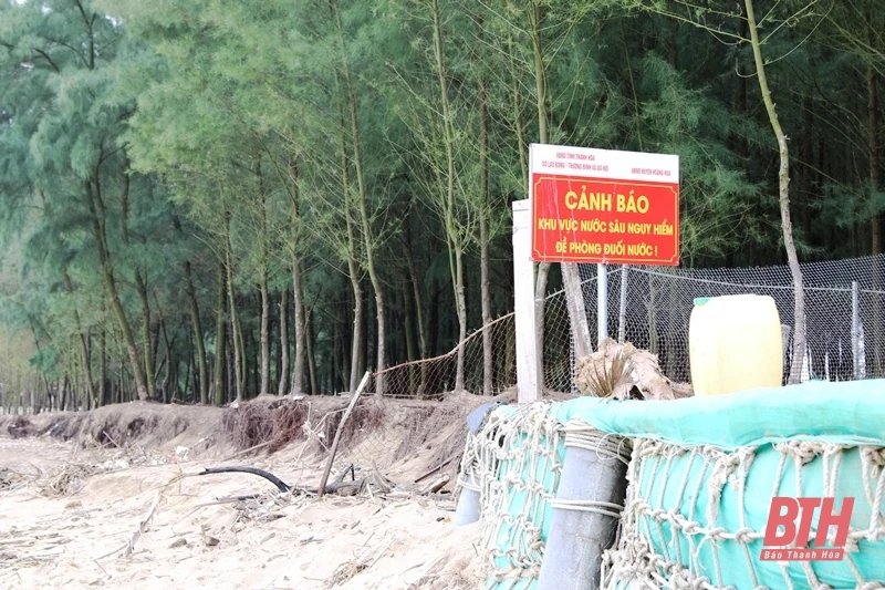 Hoằng Hoá: Gia cố tạm thời để hạn chế sự phát triển của sạt lở, xâm thực tại bờ biển