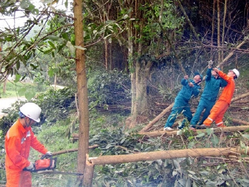 Điện lực Thường Xuân gắn công tác đoàn, phong trào thanh niên với nhiệm vụ chuyên môn