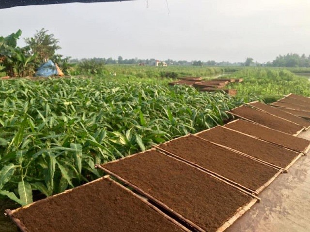 Thuốc lào Tân Phát - Khẳng định thương hiệu thuốc lào Quảng Xương, Thanh Hóa