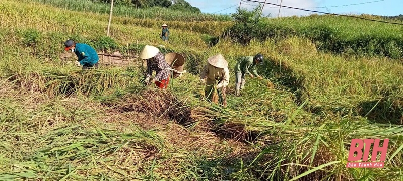 Quyết định về giá thóc thu thuế sử dụng đất nông nghiệp trên địa bàn tỉnh năm 2024