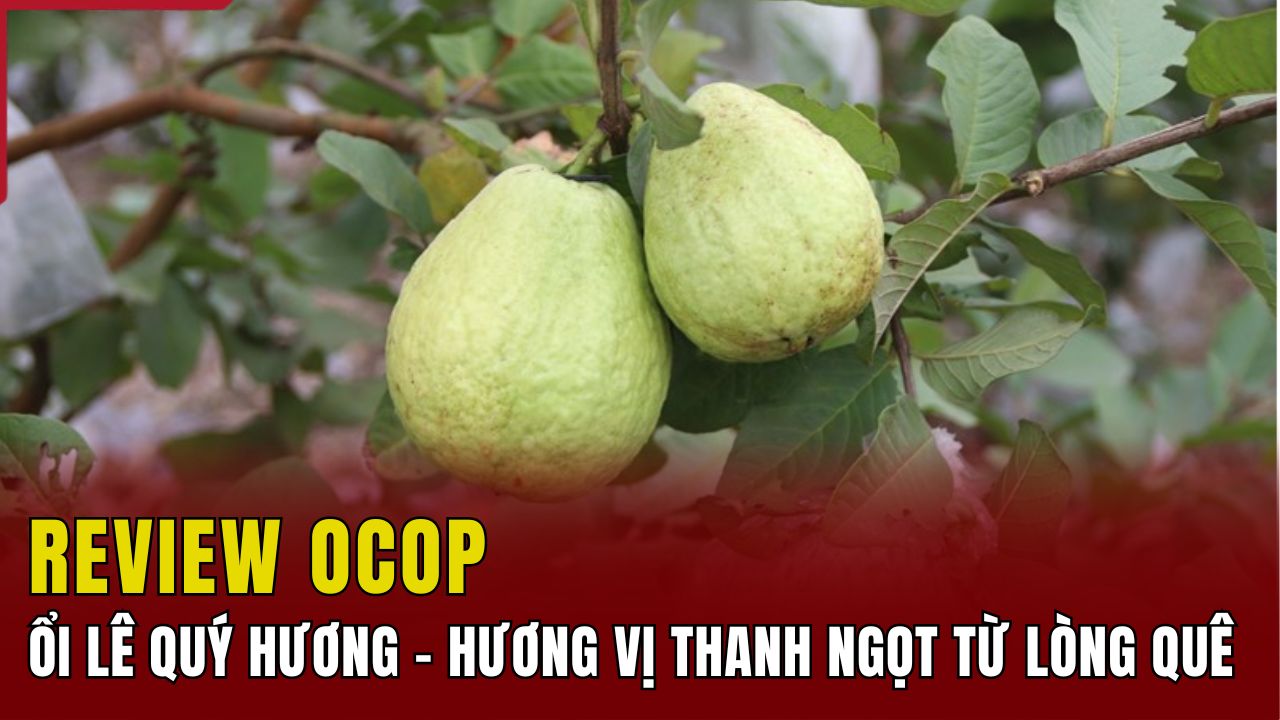 [REVIEW OCOP] Ổi lê Quý Hương - Hương vị nhà cái m88 ngọt từ lòng quê