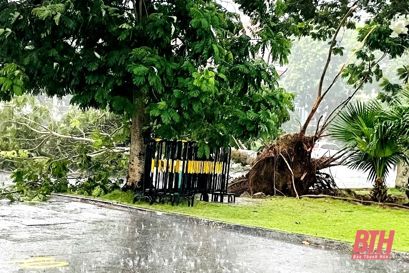 TP Thanh Hóa: Mưa bão khiến nhiều cây xanh bật gốc, gãy đổ 
