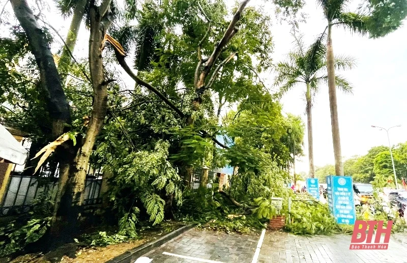 TP Thanh Hóa: Mưa bão khiến nhiều cây xanh bật gốc, gãy đổ 