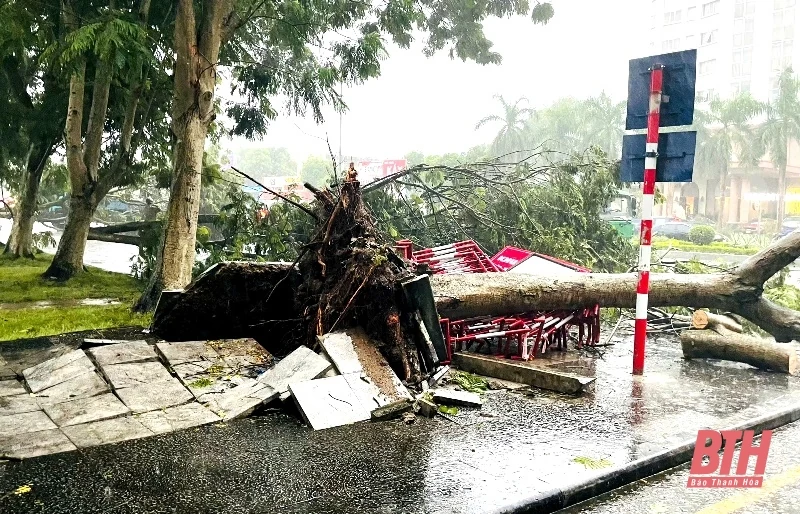 TP Thanh Hóa: Mưa bão khiến nhiều cây xanh bật gốc, gãy đổ 