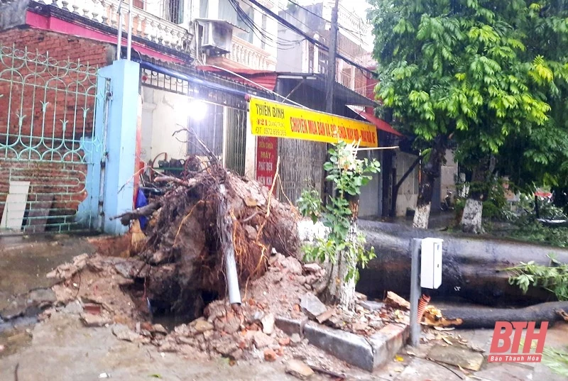 TP Thanh Hóa: Mưa bão khiến nhiều cây xanh bật gốc, gãy đổ 