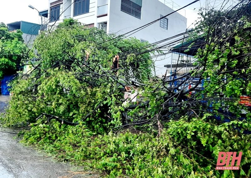 TP Thanh Hóa: Mưa bão khiến nhiều cây xanh bật gốc, gãy đổ 