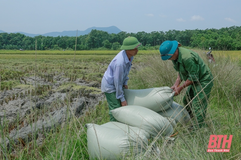 Các địa phương chủ động “Gặt lúa chạy bão”