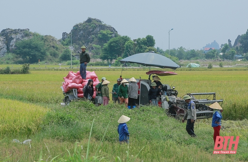 Các địa phương chủ động “Gặt lúa chạy bão”