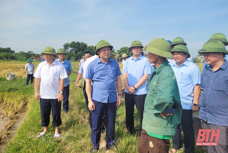 Các địa phương chủ động “Gặt lúa chạy bão”