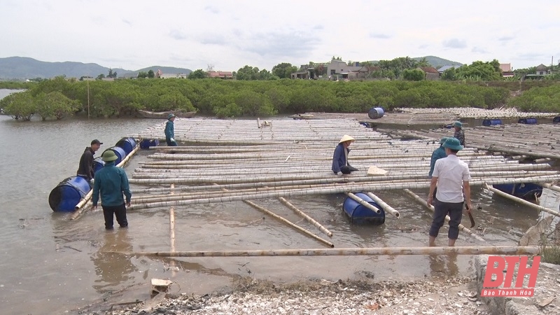 Thị xã Nghi Sơn: Phấn đấu xử lý dứt điểm việc nuôi trồng thủy sản tự phát trong năm 2024