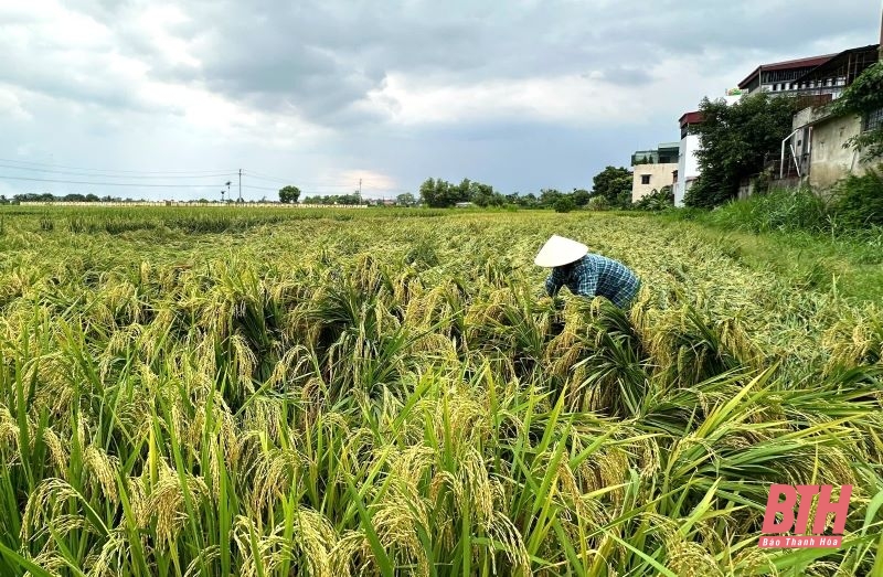 Toàn cảnh mưa lũ tại Thanh Hóa ngày 8/9