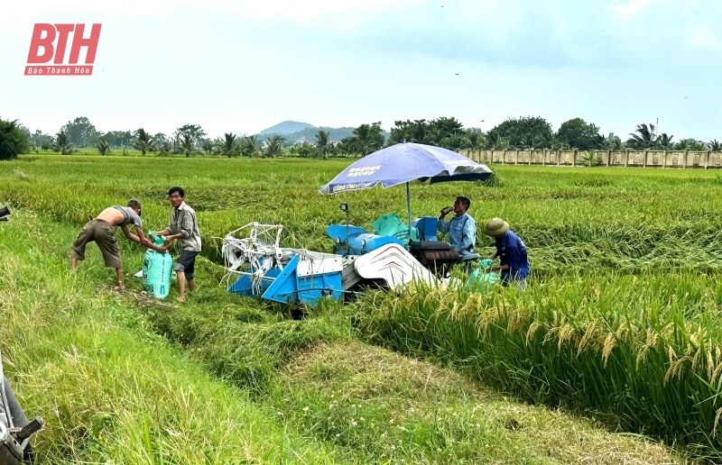 Khoảng 9.838,6 ha cây trồng có nguy cơ ngập úng do ảnh hưởng của bão số 3 Yagi